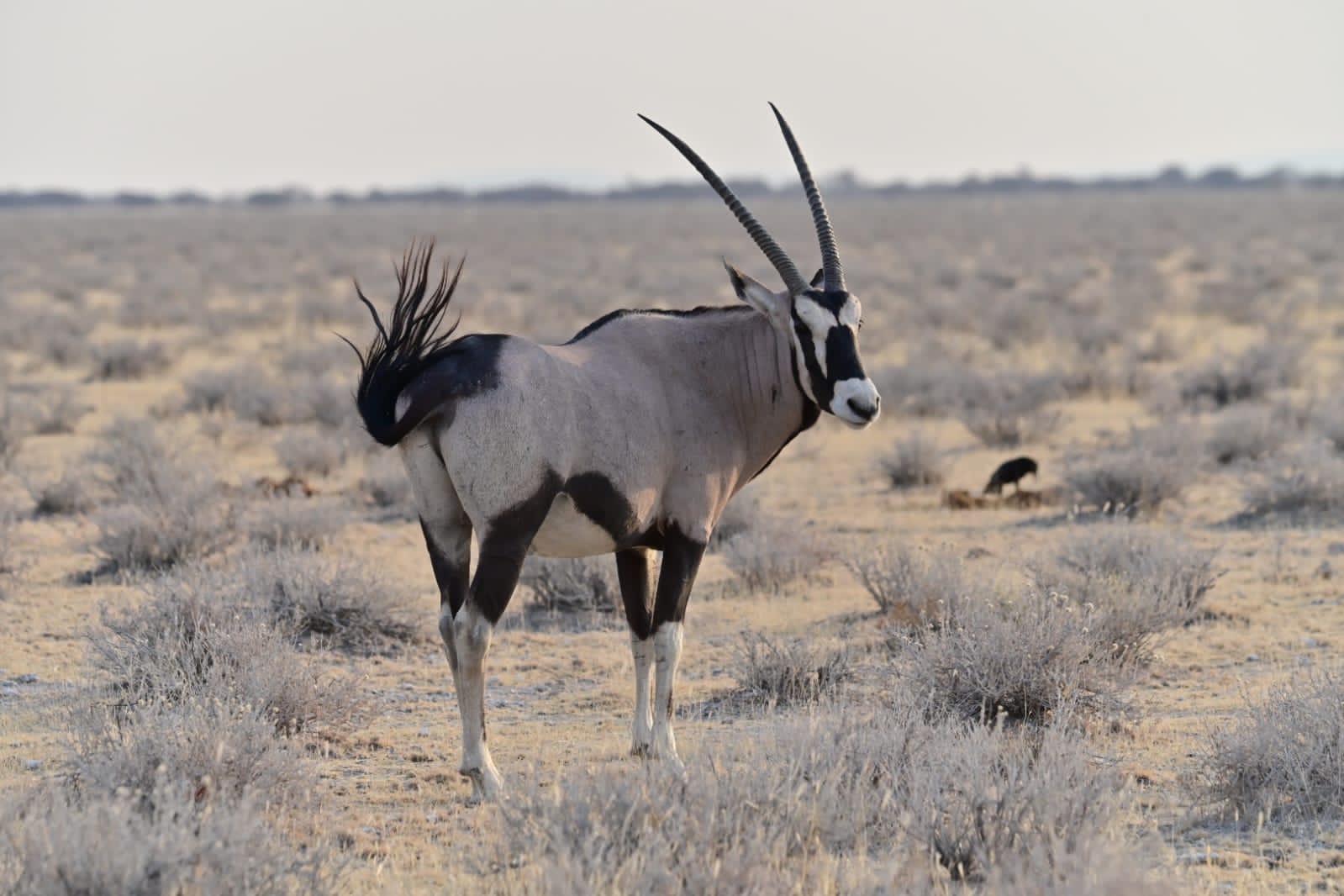 Gemsbok